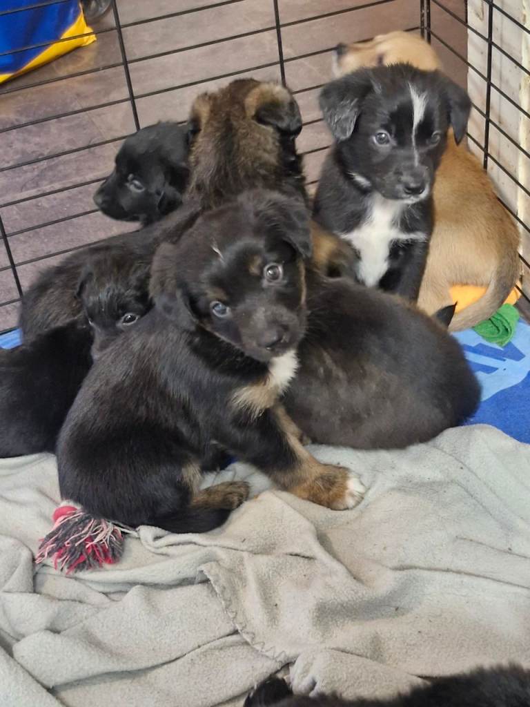 Akita shepherd x jack russell puppies 