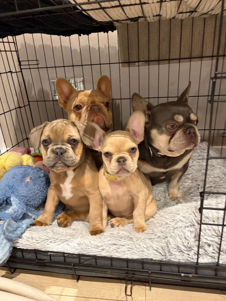 French bulldog puppies kc registered 