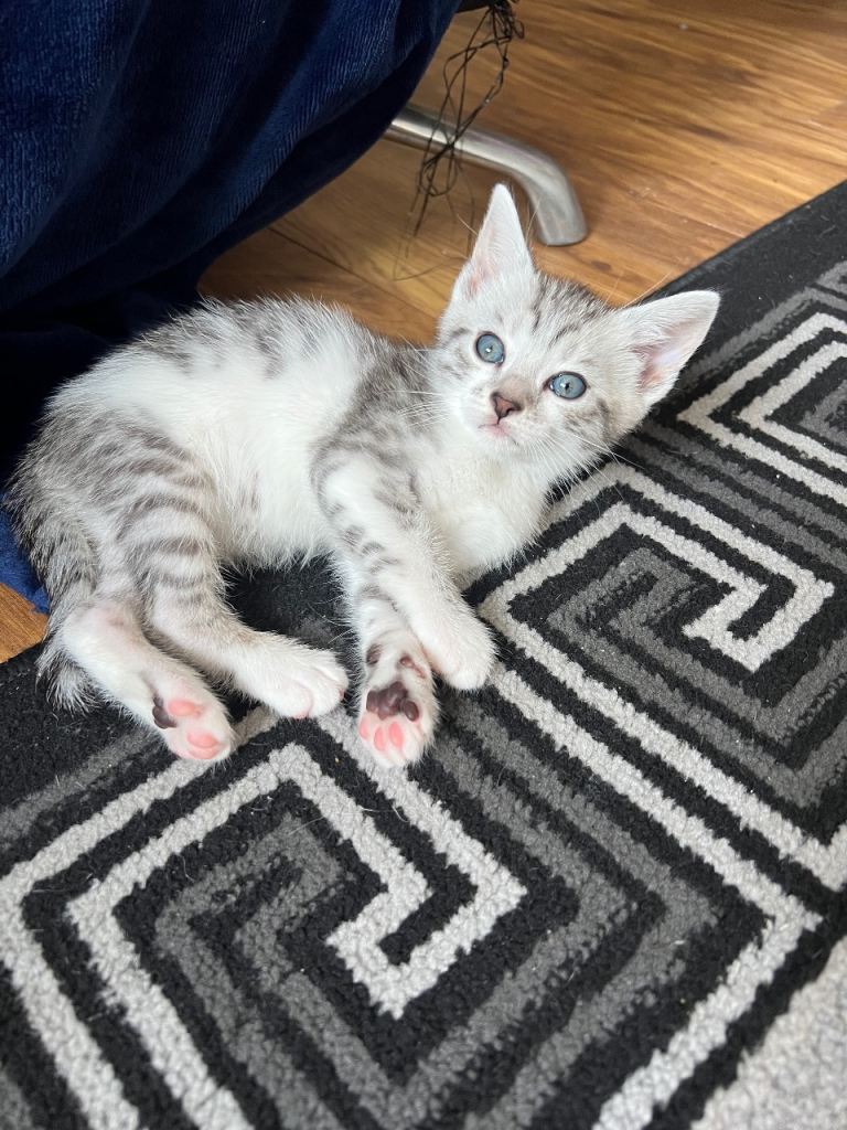 Adorable bengal mixed kittens looking for loving homes! 
