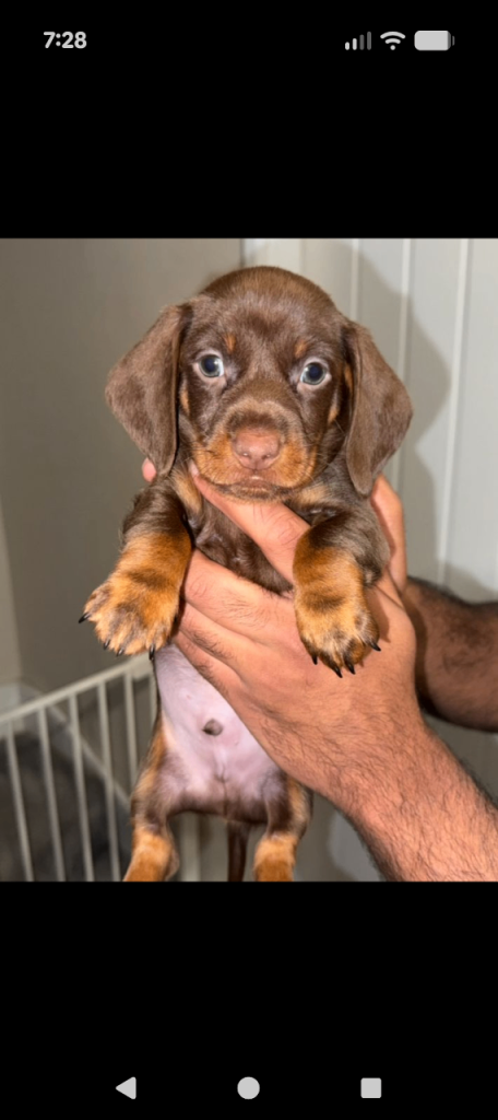 9 weeks old minature daschund