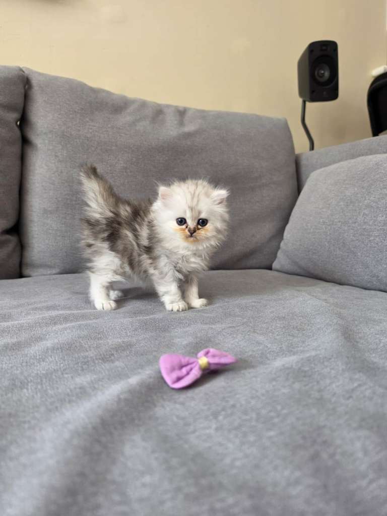 Persian Chinchilla Ragdoll Kittens Cat cute cats fluffballs adorable pets animals  