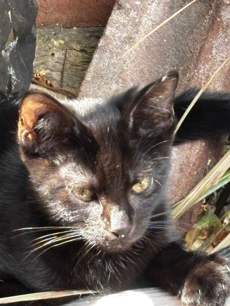 Kittens