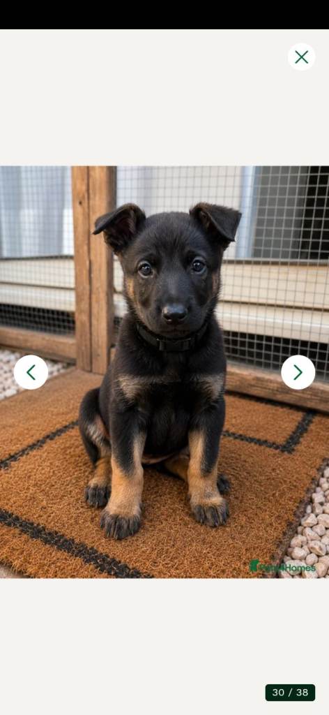 Belgian Shepherd Puppies