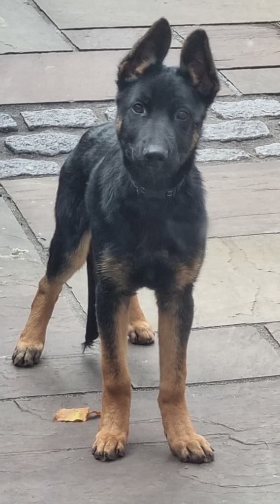 image for german shepherd puppy