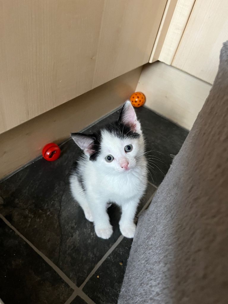Adorable mixed breed kittens are looking for a new home 