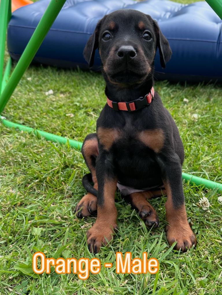Champion bloodline Dobermanns 