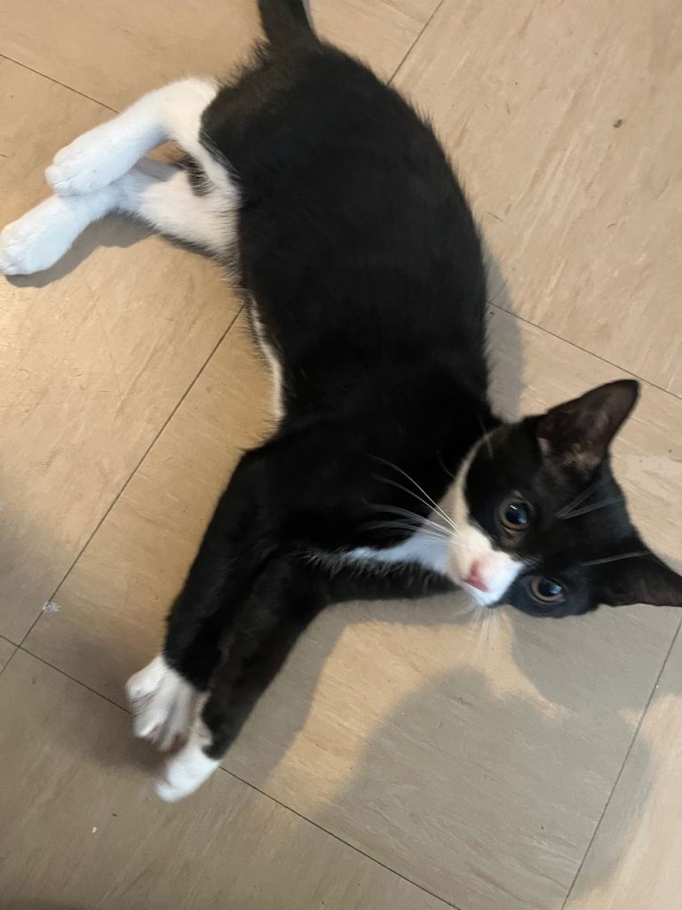 Boy Kitten 
