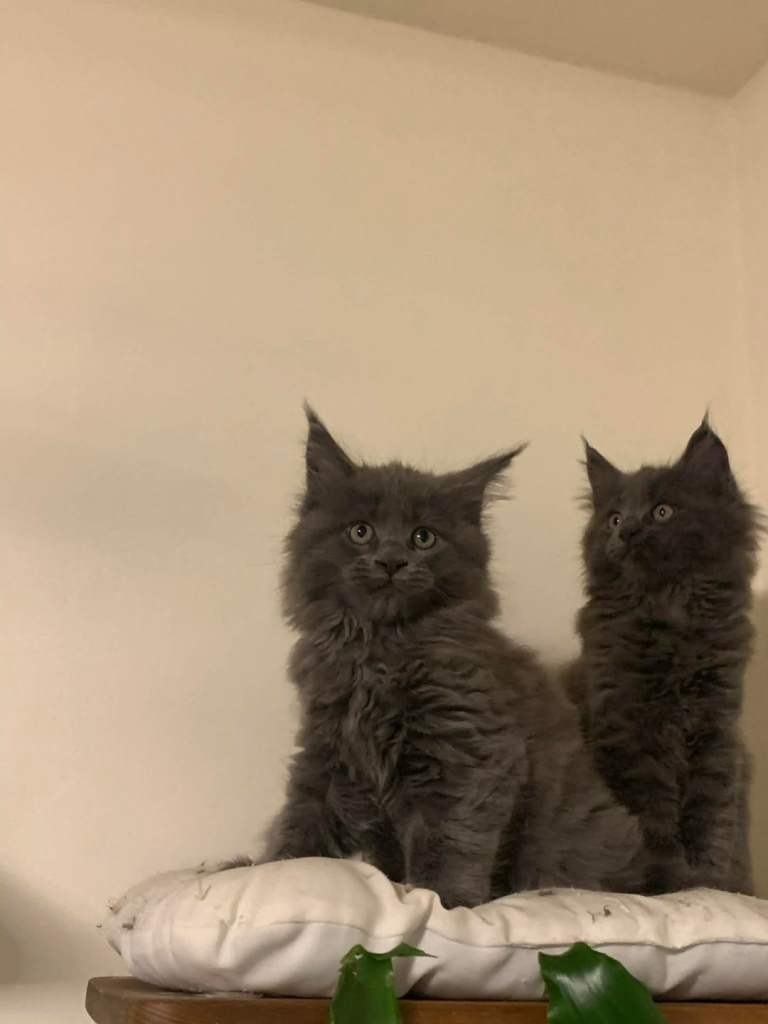 4 Adorable Maine Coon kittens