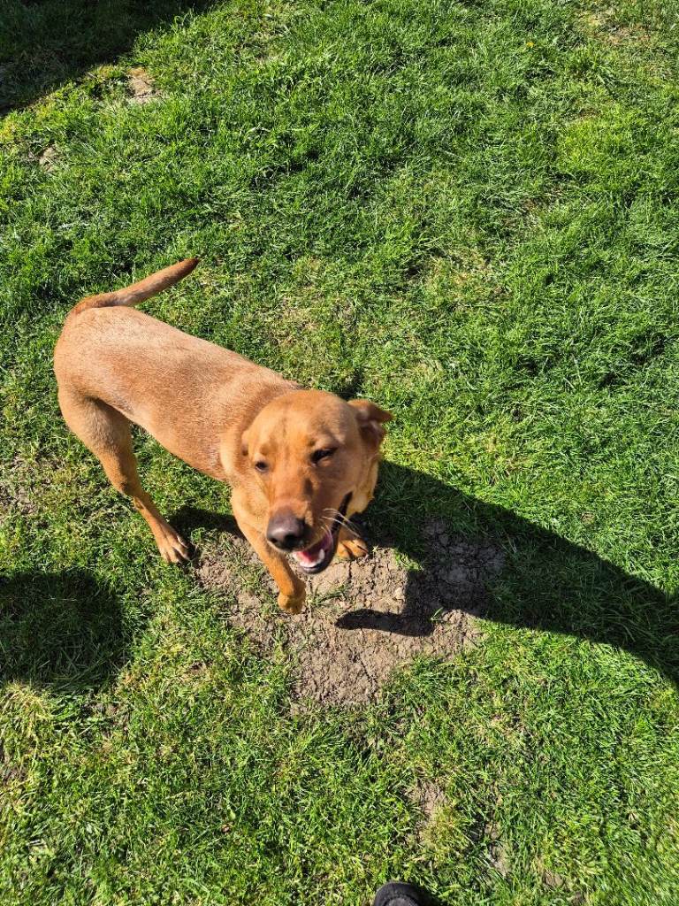 2 year old full labrador