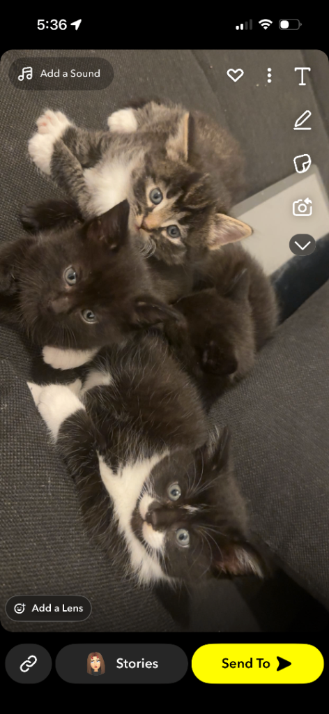 Kittens looking for a good home