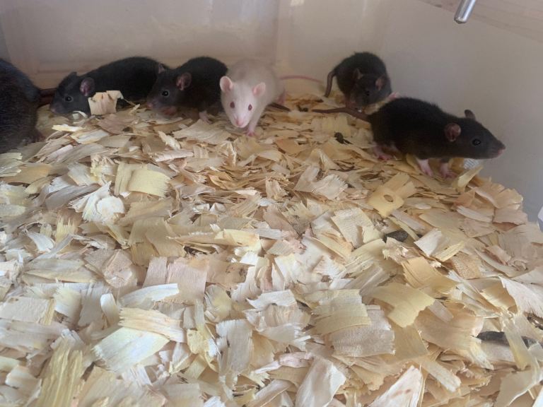 Rats