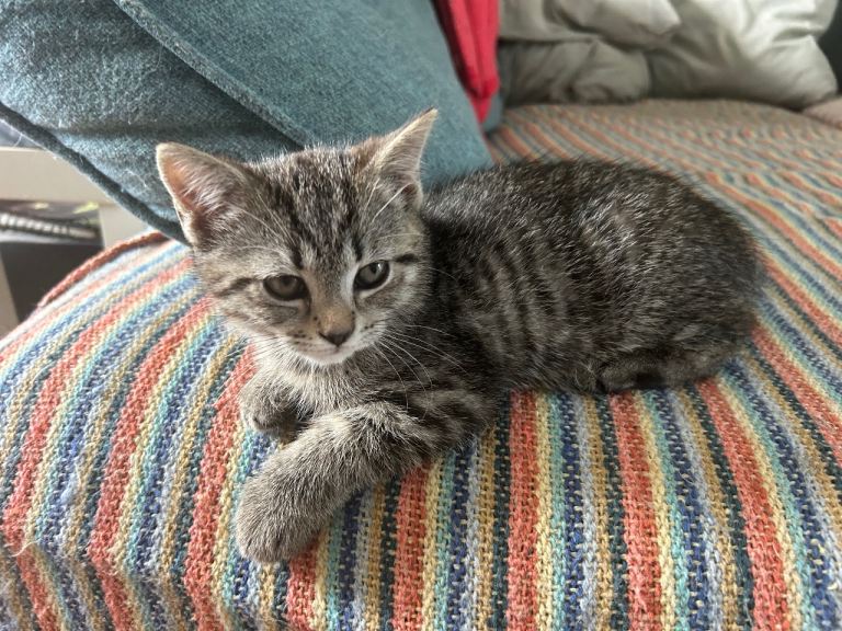 Gorgeous tabby female kitten