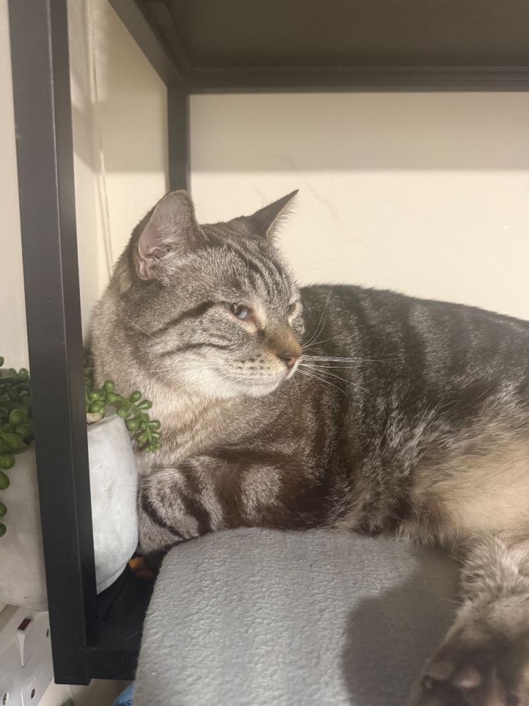 Lovely cats  looking for a new home 