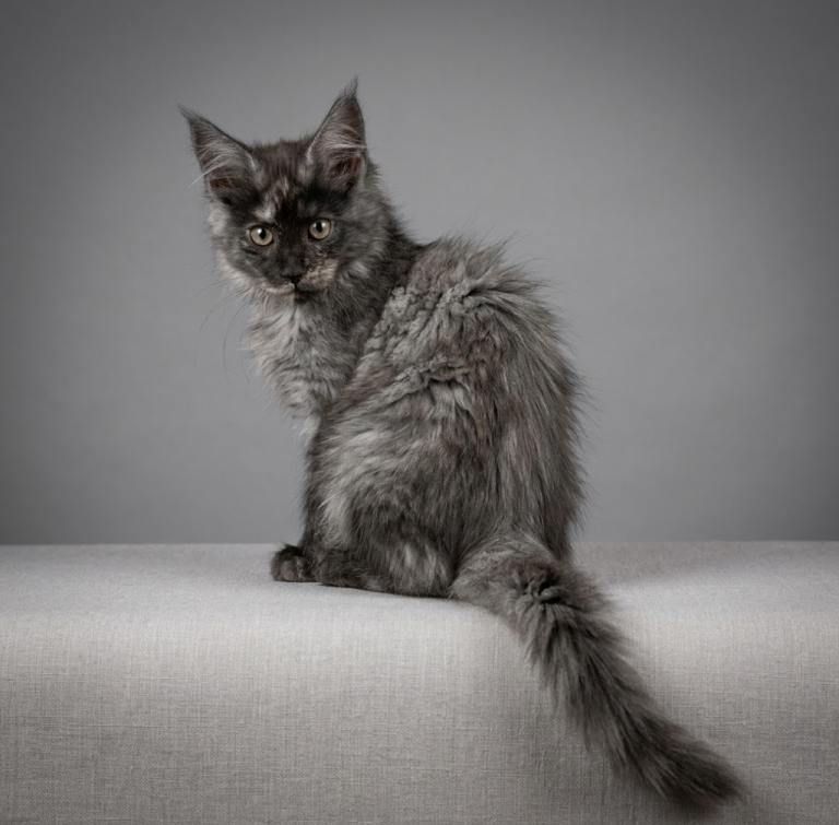 TICA Black smoke tortie and black silver females left