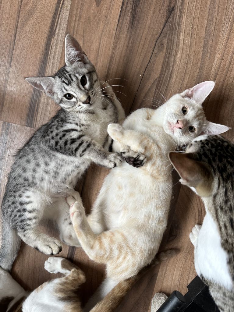 2 Amazing Crossed Bengals kittens 