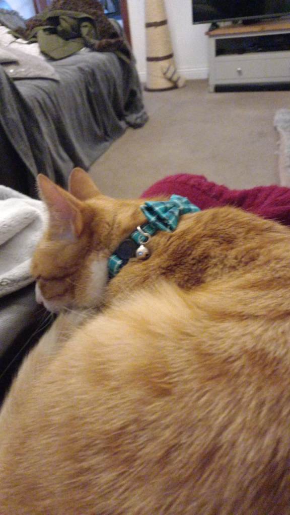 8 years old cute small ginger cat