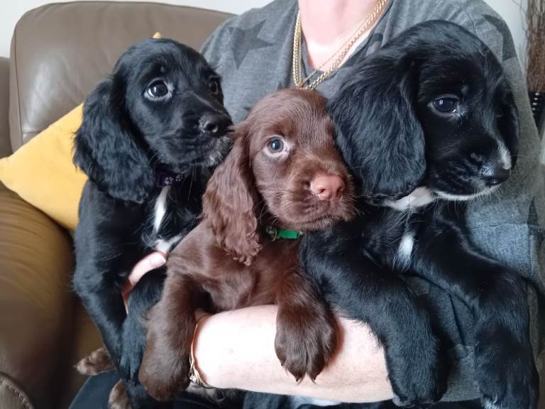 Beautiful Sprocker Puppies 