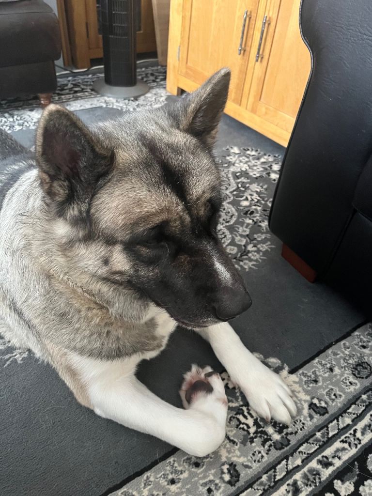 Akita female 