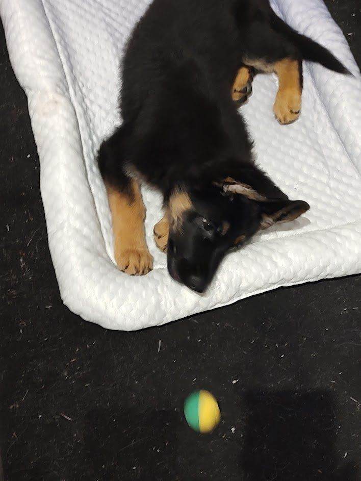 16 week old German Shepherd Female puppy for sale | in Huddersfield ...