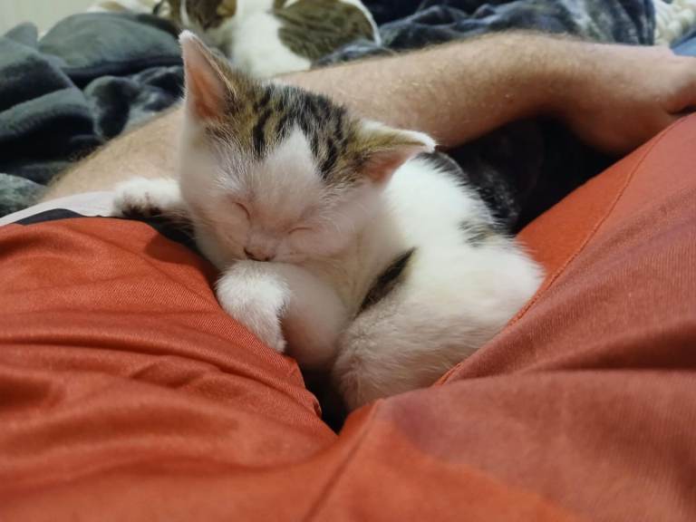 2 male kittens for sale