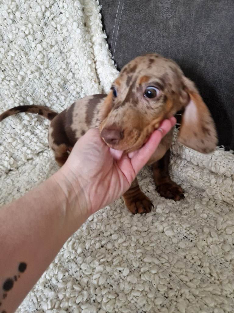 Miniature Smooth Haired Dachshund 