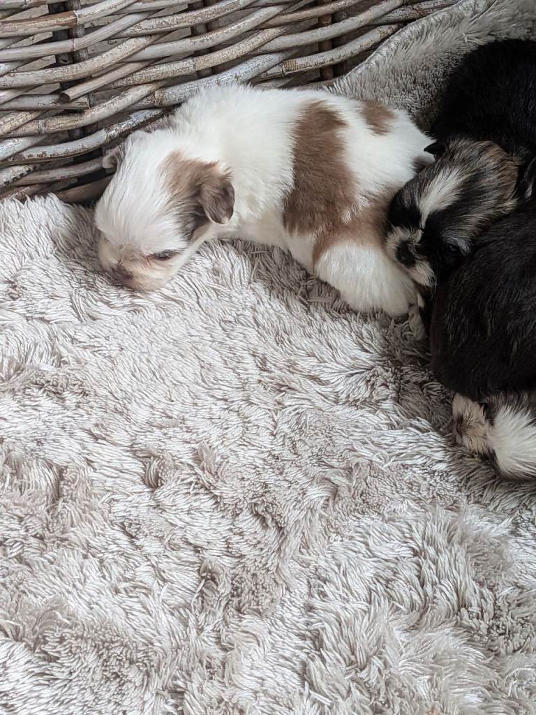 f1 maultipoo puppies 