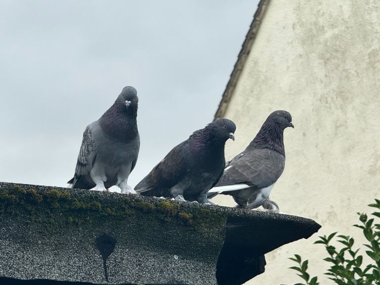 Pigeons