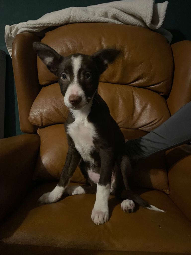 Border collie puppy 