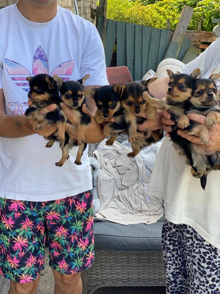 Chihuahua x Yorkshire terrier 