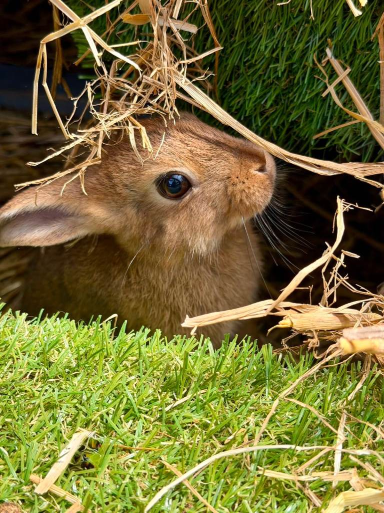 1 x BUCK/MALE BUNNY READY NOW FOR HIS NEW HOME!