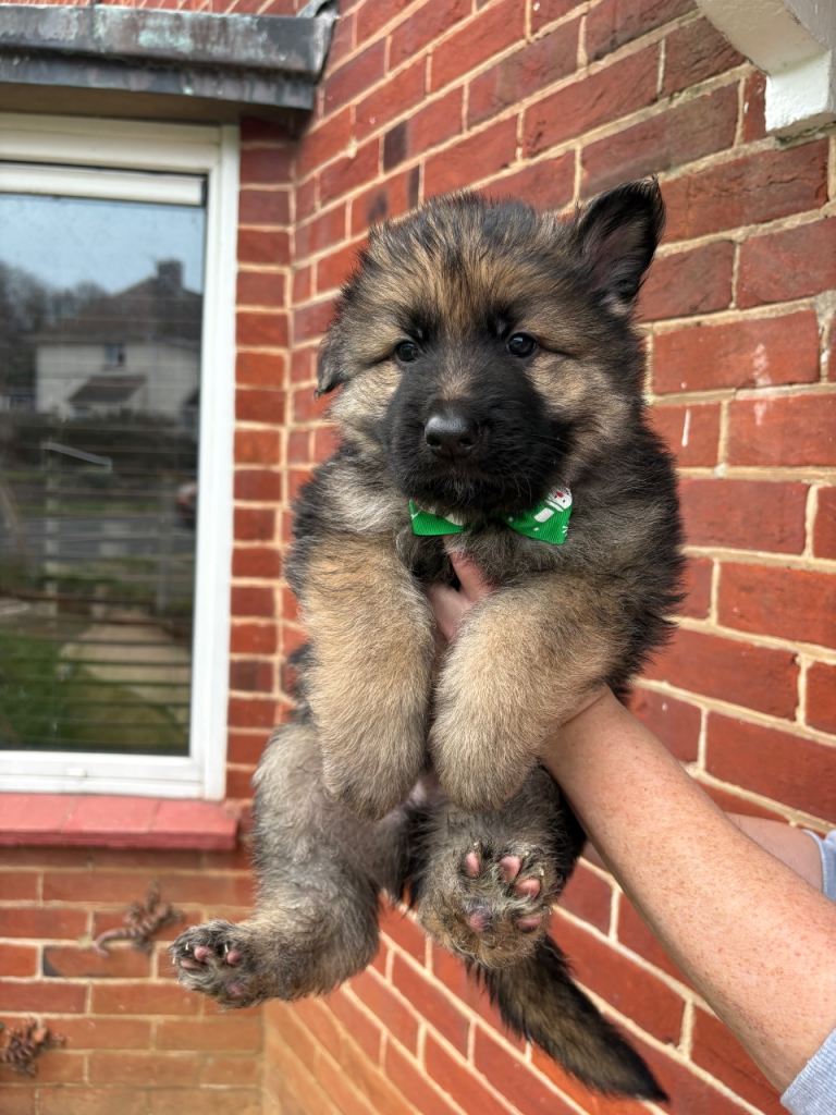 (2 boys remaining) Pure bred German Shepard puppies for sale 