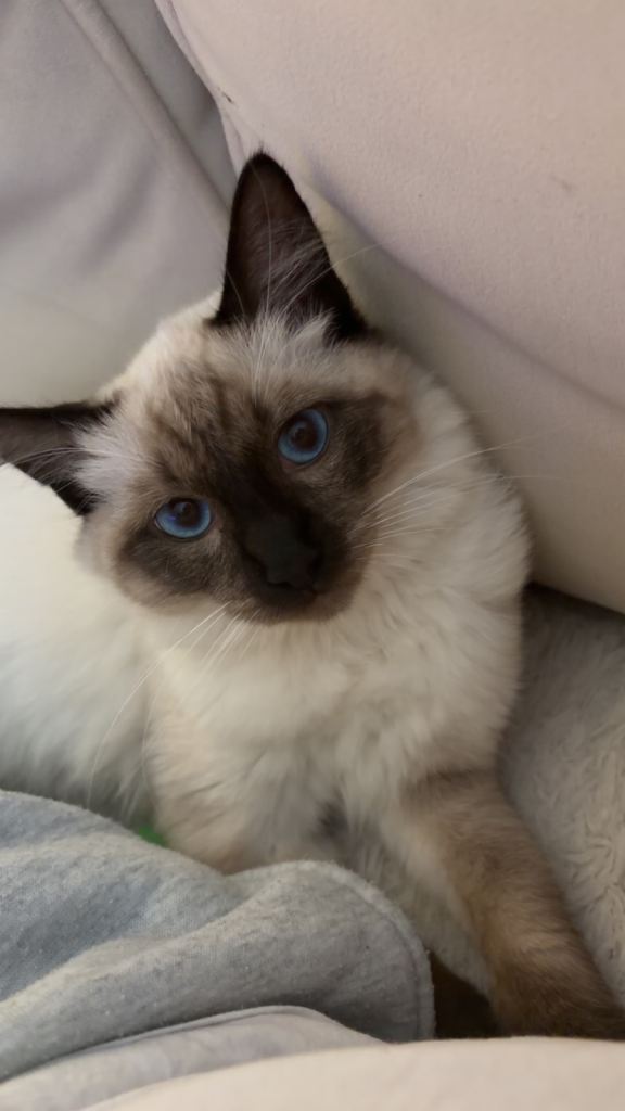 Seal point ragdoll cat 
