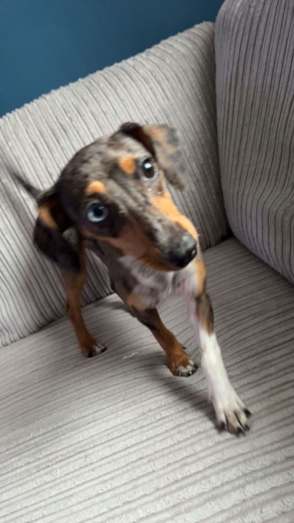 Dapple Dachshund × Jack Russell (10 Months, Female)