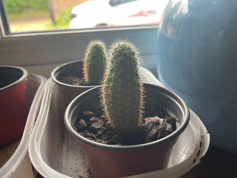 Cactus