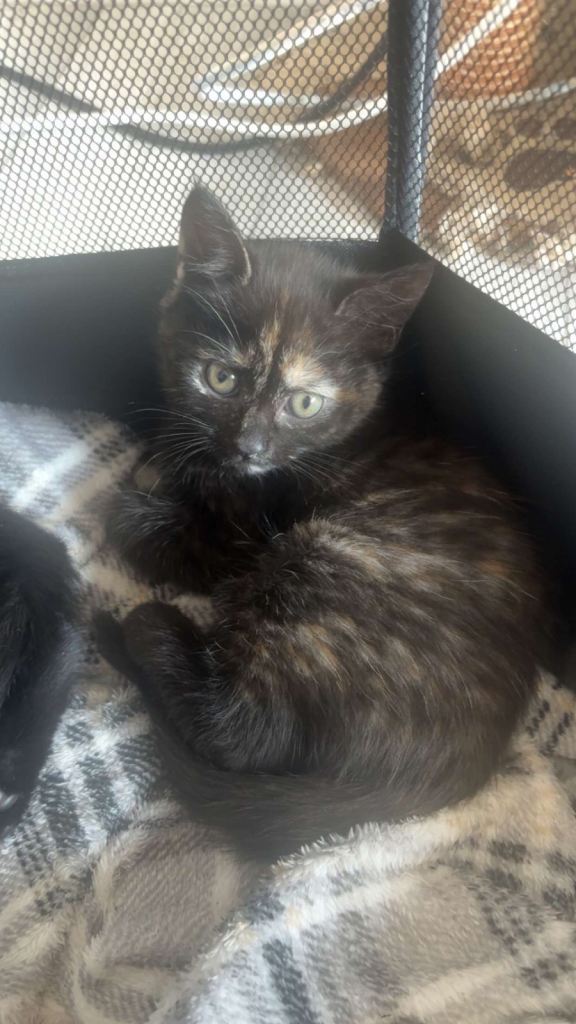 Kittens looking for forever home 