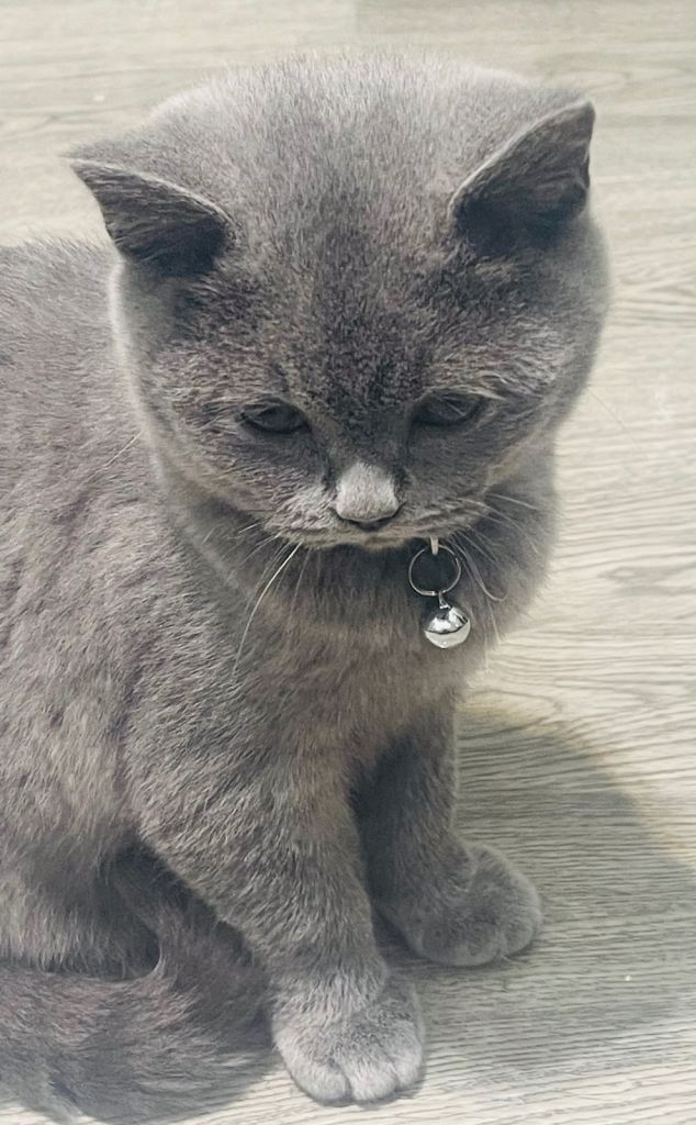 Stunning 18 Week Old Pedigree Blue British Shorthair Girl