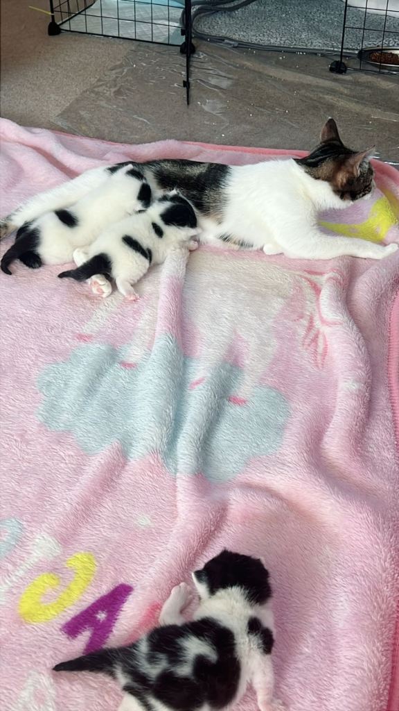 Kittens looking for new home