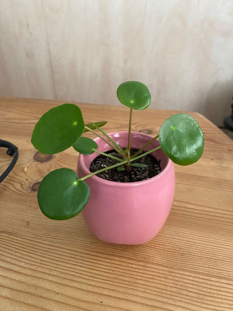 Pilea - Chinese money plant