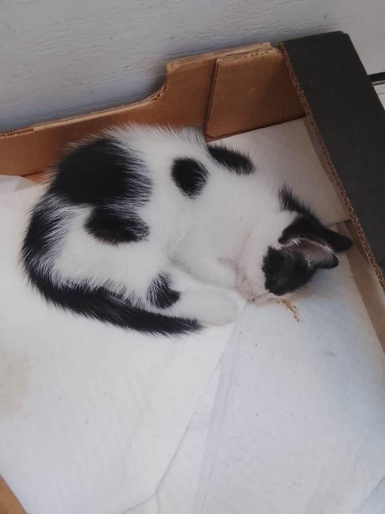 British Shorthair Kitten - Black and White