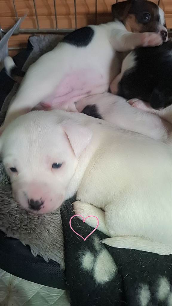 Jack russell puppies 