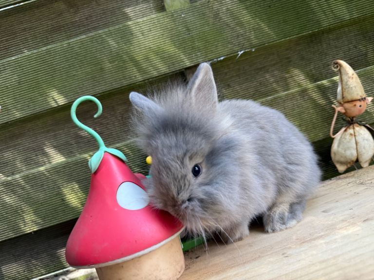 Baby Lionhead Rabbits