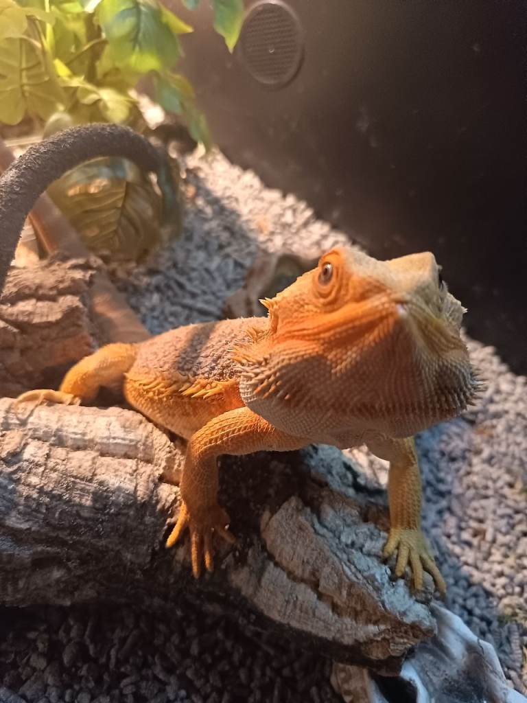 Bearded dragon 