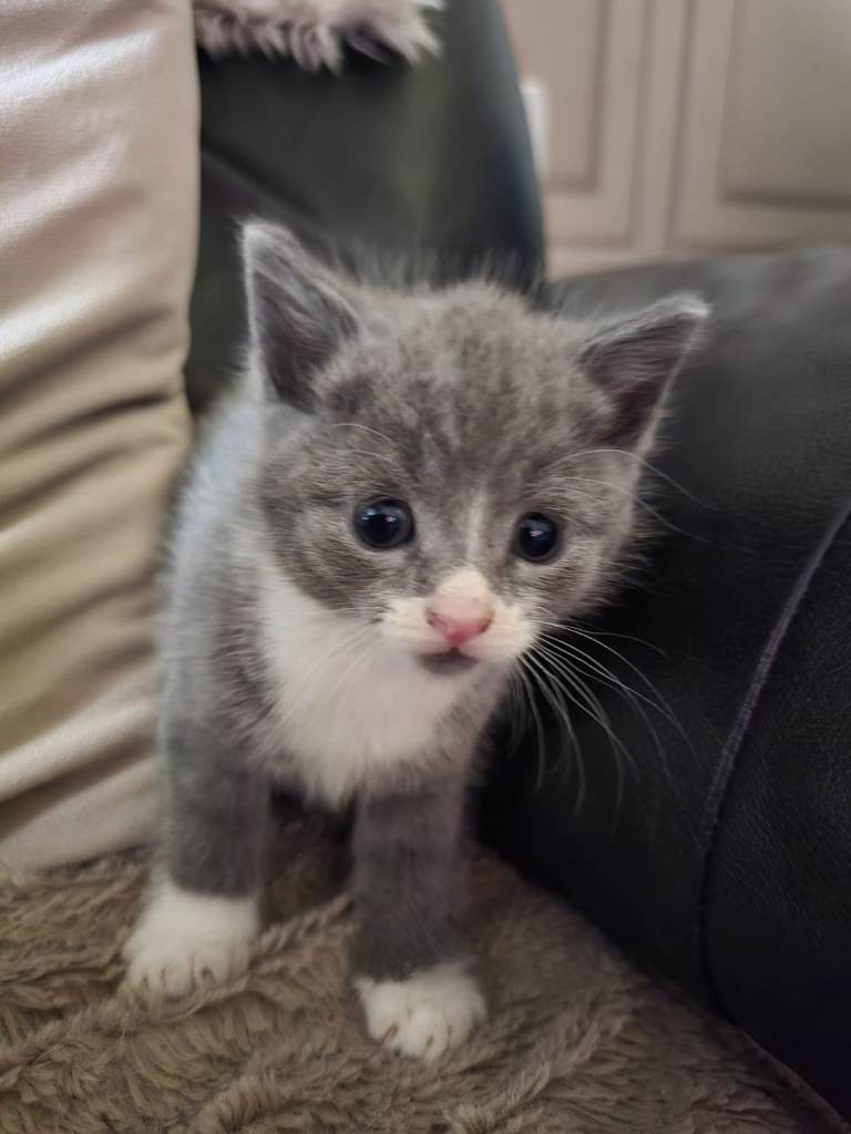 Beautiful kittens 😸