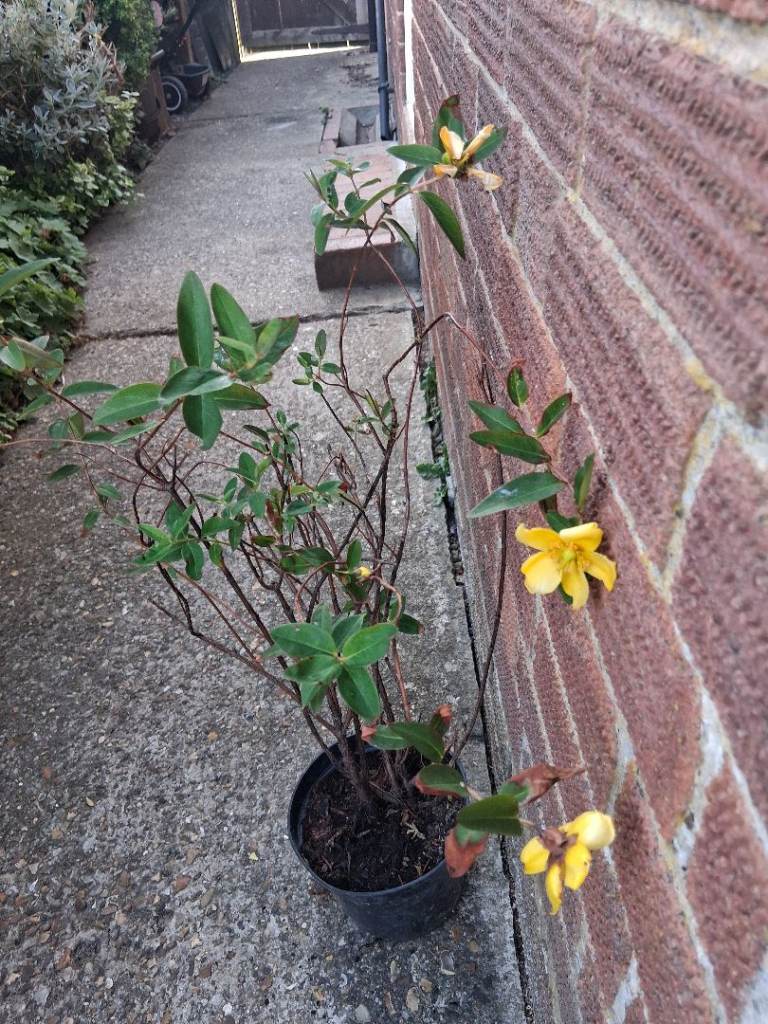 Garden plants