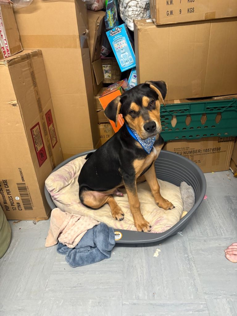 Rottweiler cross mastiff Puppy for sale