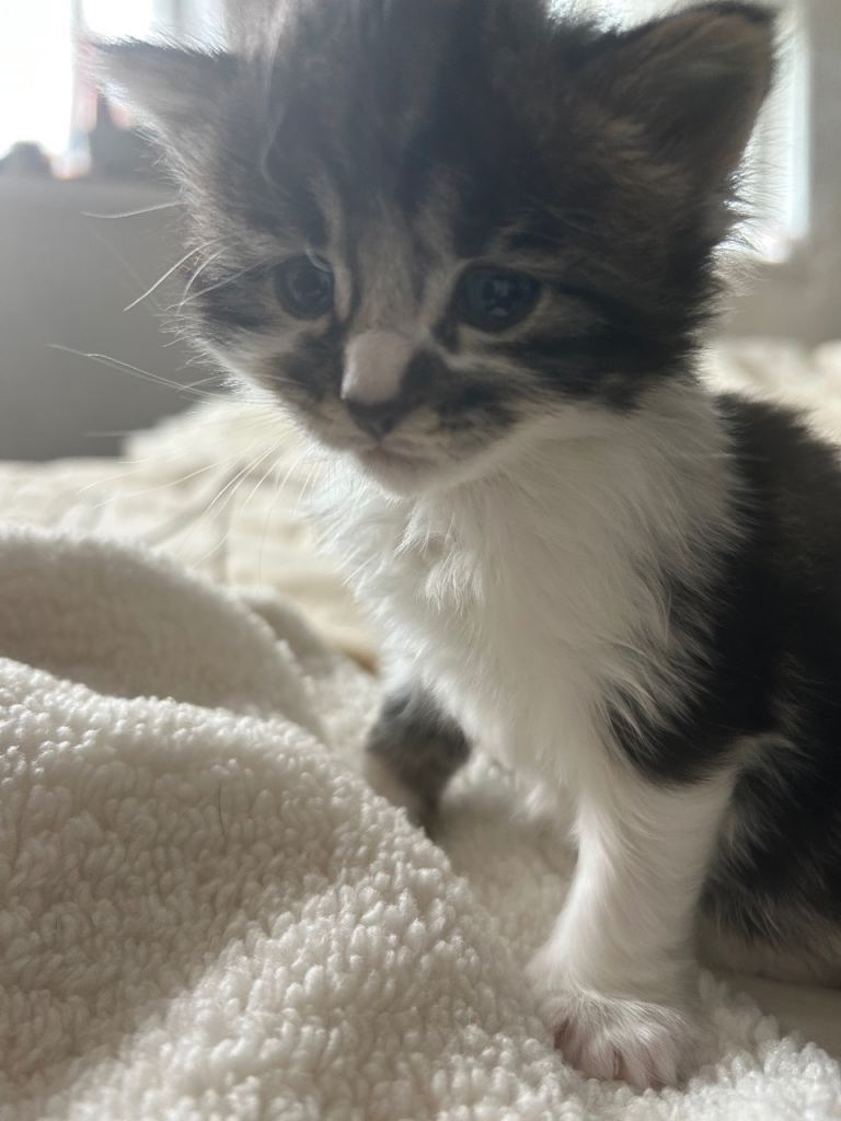3 Fluffy Adorable Kittens 