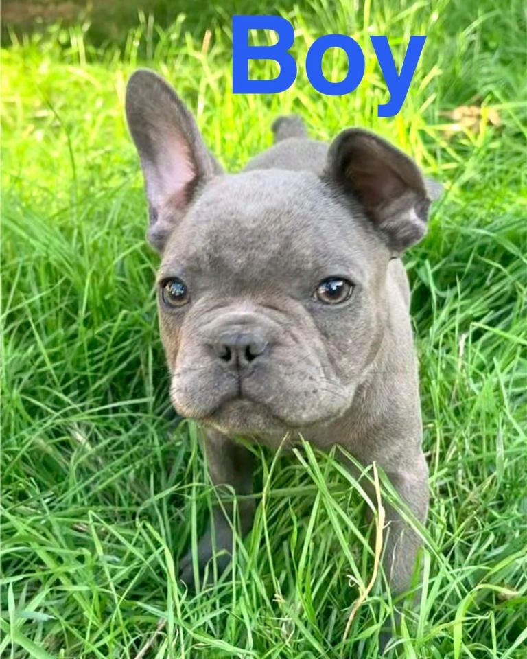 Blue French bulldog BOY 12 weeks old 