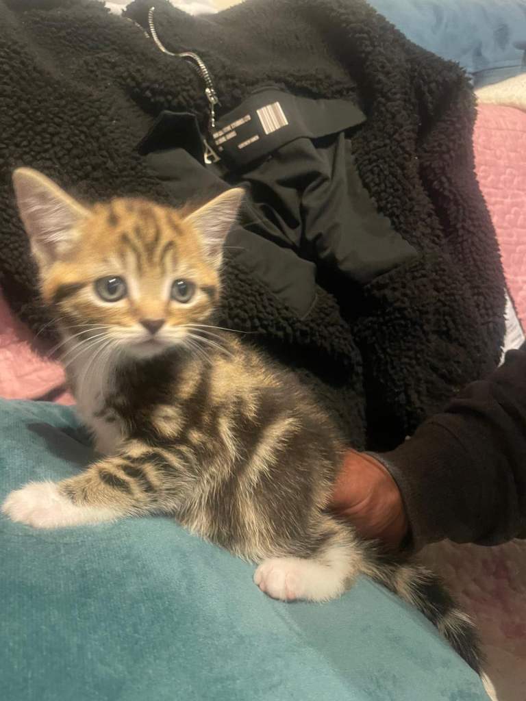 Kittens ❤️❤️❤️