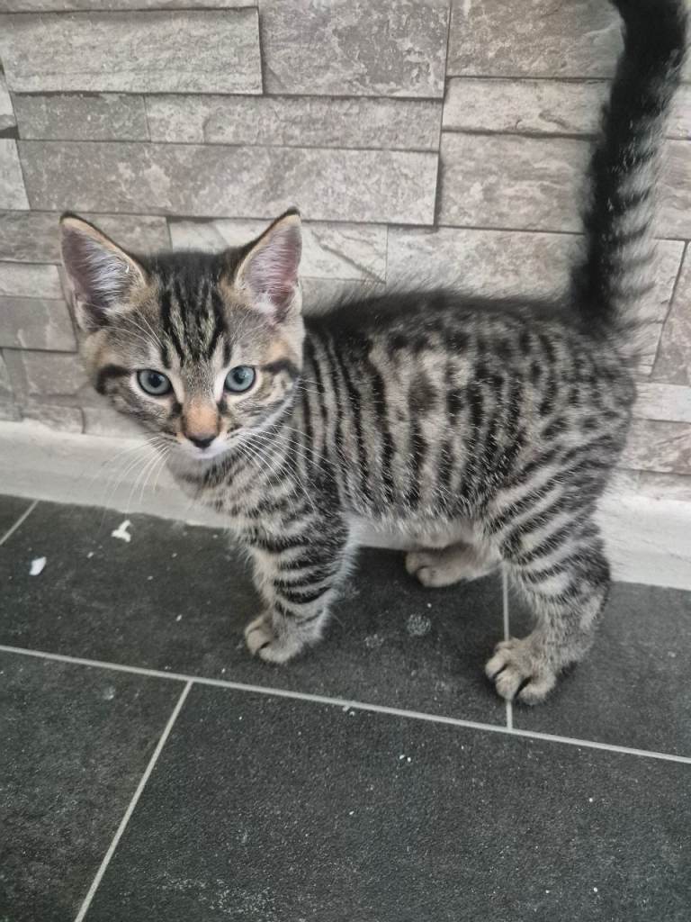 Kittens ready now 1 boy left