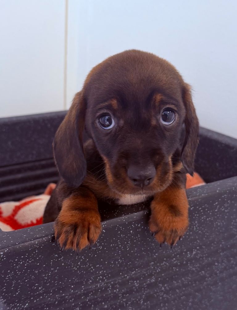 Beautiful Miniature Dachshund puppies for sale